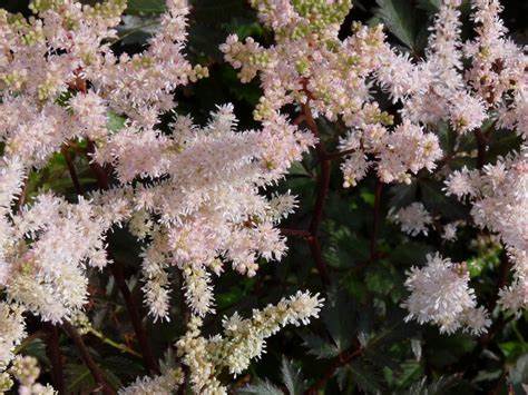 Astilbe (A) ´Bumalda´