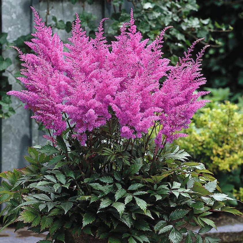 Astilbe (A) ´Gloria Purpurea´