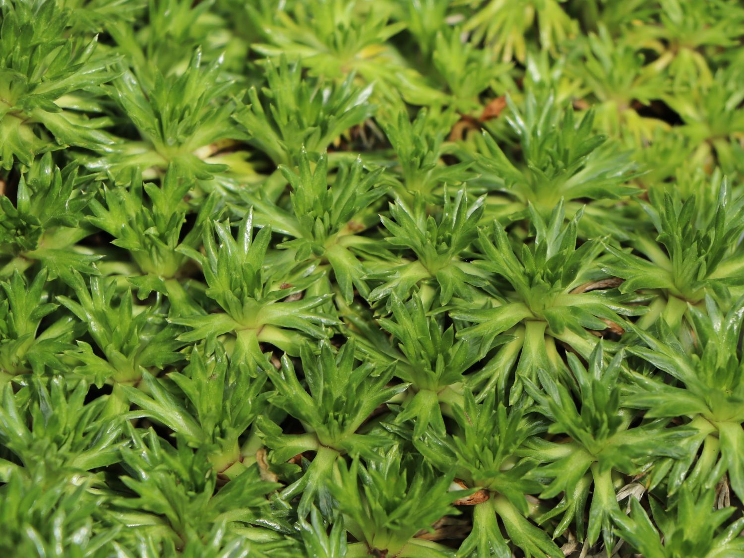 Azorella trifuncata