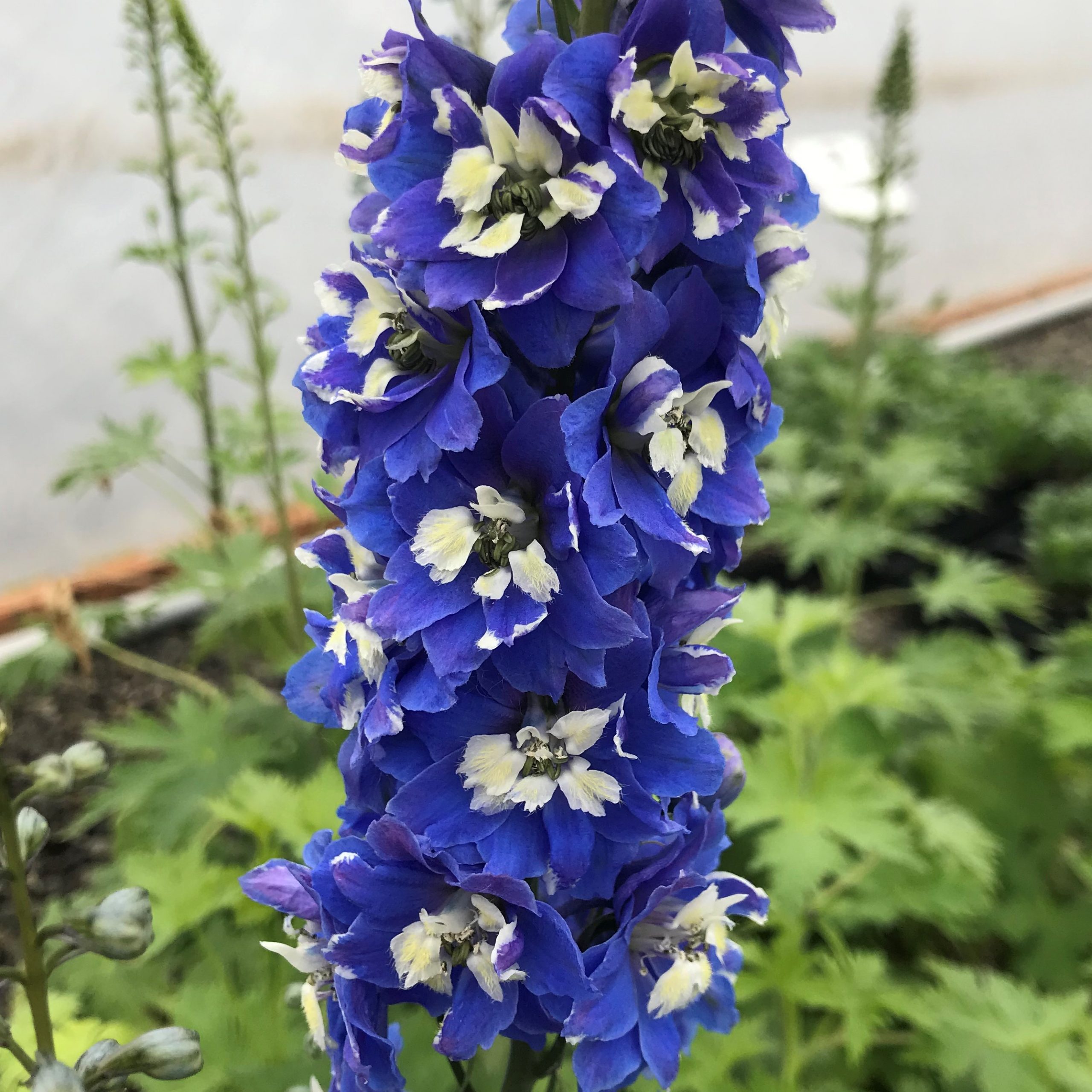 Delphinium ´Magic Fountain Dark Blue White Bee´