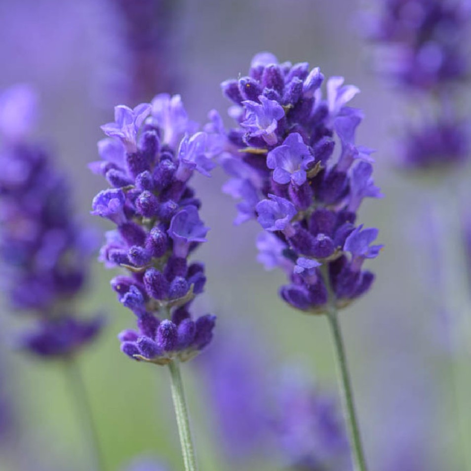 Lavandula angustifolia ´BZ Dark Blue´