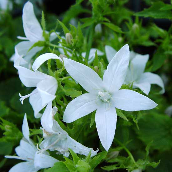 Campanula portenschlagiana ´Silberregen´