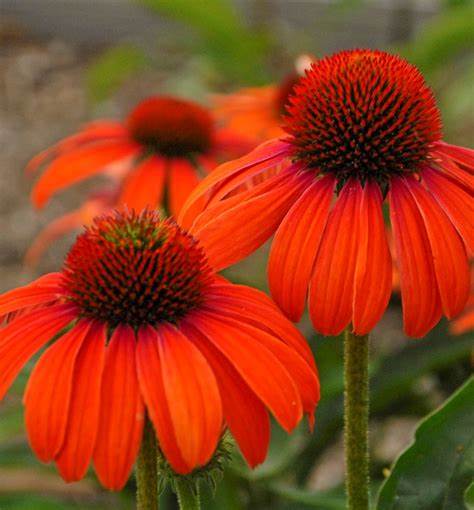 Echinacea ´Julia´