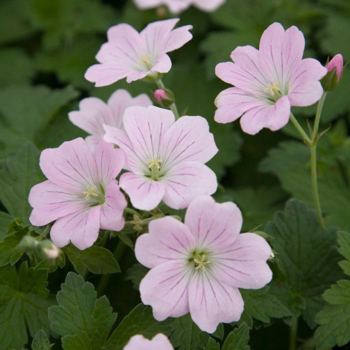 Geranium ´Dreamland´