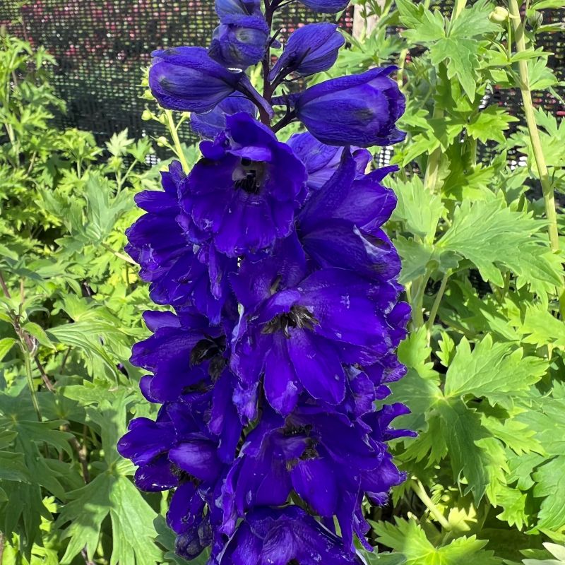 Delphinium ´Magic Fountain Dark Blue Black Bee´