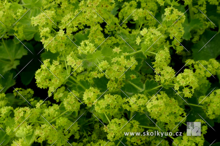 Alchemilla mollis