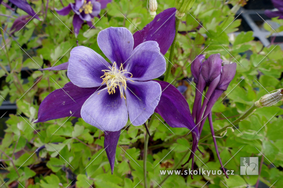 Aquilegia caerulea ´Earlybird± Purple Blue´