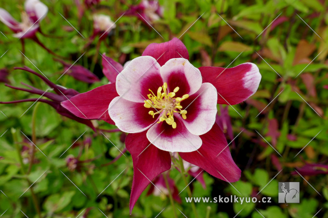 Aquilegia caerulea ´Earlybird± Red White´