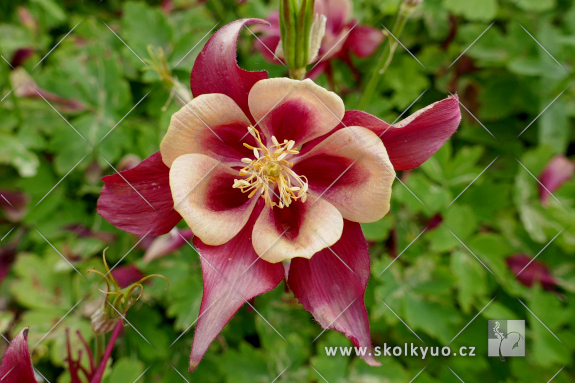 Aquilegia caerulea ´Earlybird± Red Yellow´