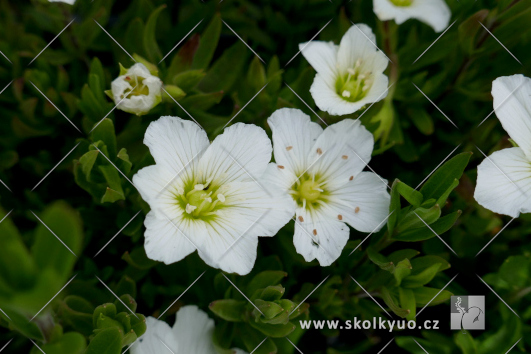 Arenaria montana ´Ronda´