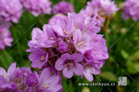 Armeria pseudarmeria ´Ballerina Purple Rose´