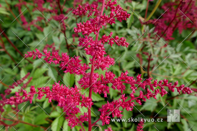 Astilbe (A) ´Spartan´