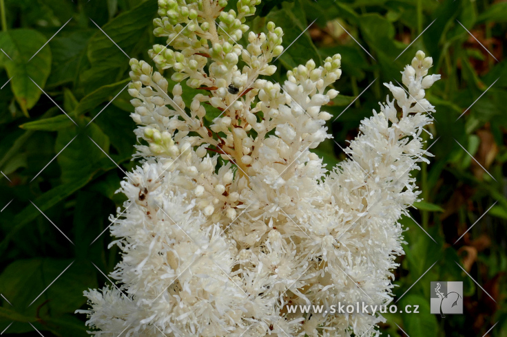 Astilbe (A) ´Weisse Gloria´