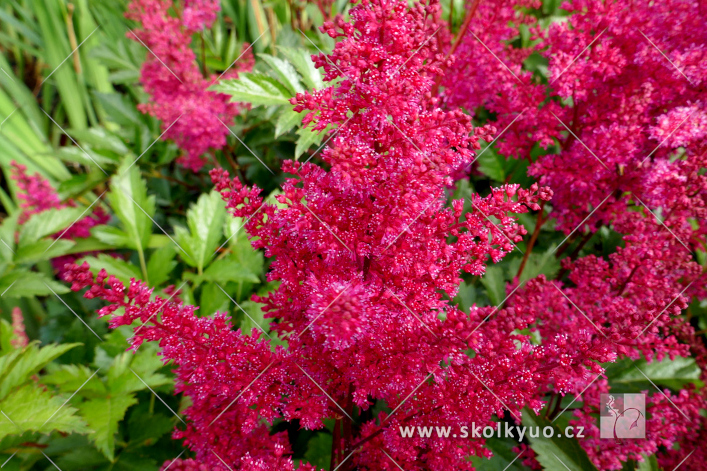 Astilbe (J) ´Montgomery´