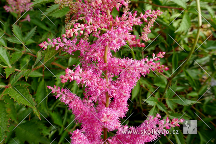 Astilbe (A) ´Cattleya´