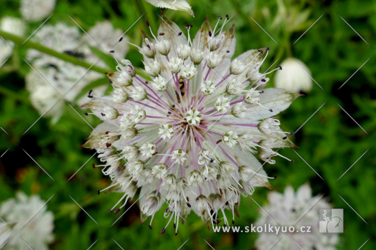 Astrantia major ´Shaggy´