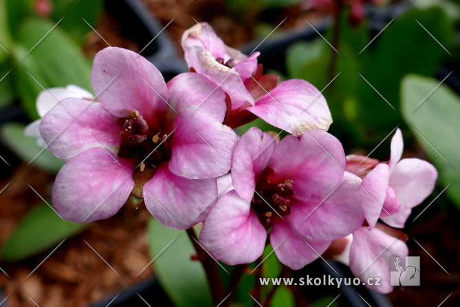 Bergenia ´Dragonfly Angel Kiss´
