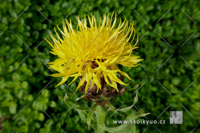 Centaurea macrocephala