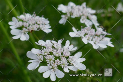 Coriandrum sativum ´Typ Slow Bolt´