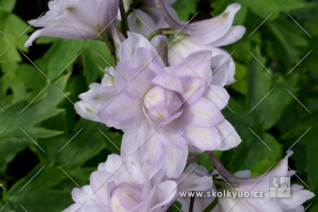 Delphinium ´Highlander Cha Cha´