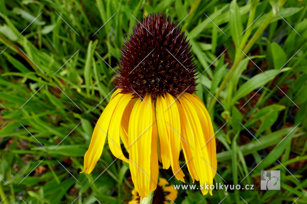 Echinacea paradoxa var. paradoxa