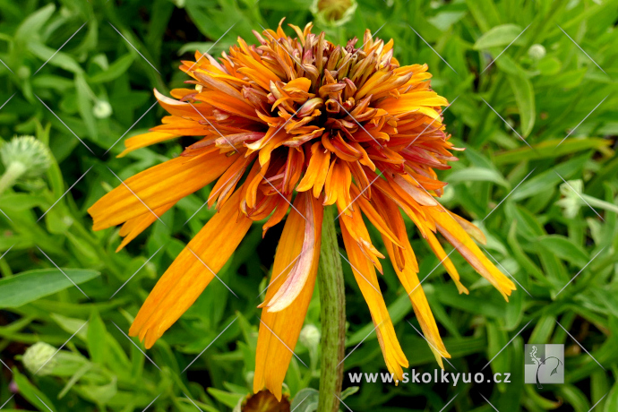 Echinacea ´Marmelade´®