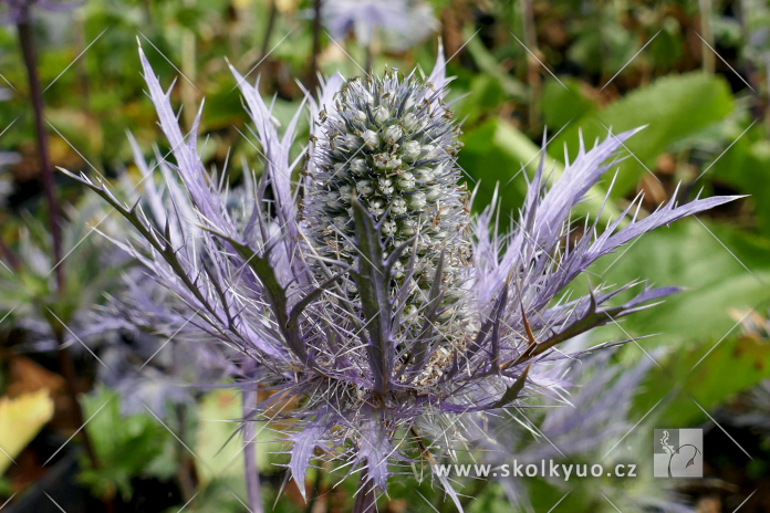 Eryngium alpinum ´Blue Star´