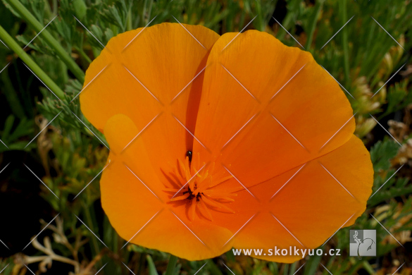 Eschscholzia californica