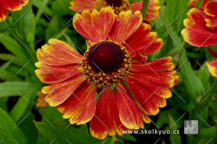 Helenium ´HayDay Red´
