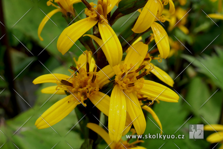 Ligularia ´Little Rocket´