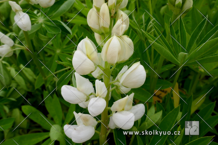 Lupinus ´Legendary White Shades´