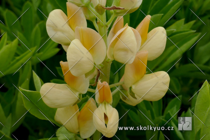 Lupinus ´Legendary Yellow Shades´