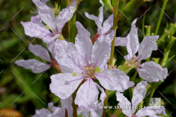 Lythrum virgatum ´White Swirl´