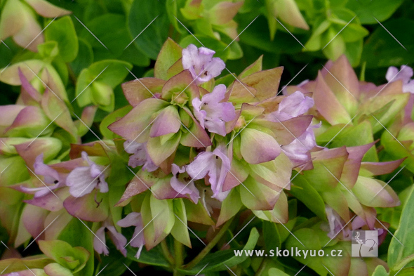 Origanum rotundifolium ´Dingle Fairy´