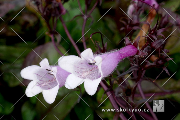 Penstemon ´Dark Towers´