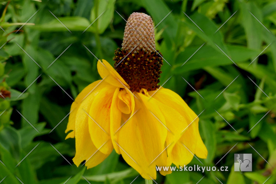 Ratibida columnifera