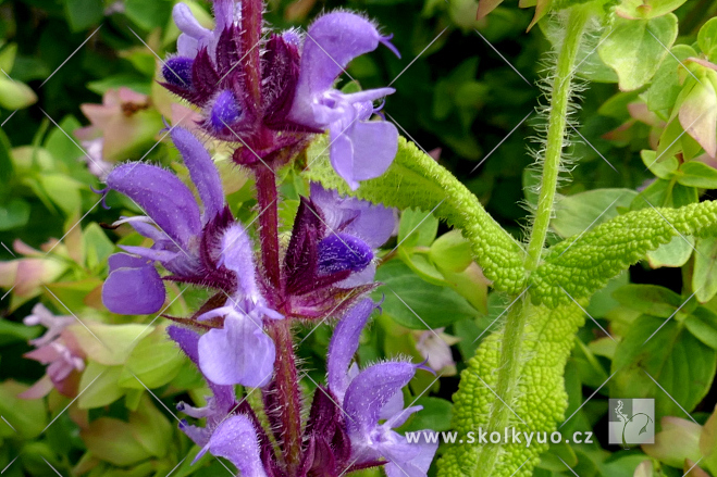 Salvia amplexicaulis
