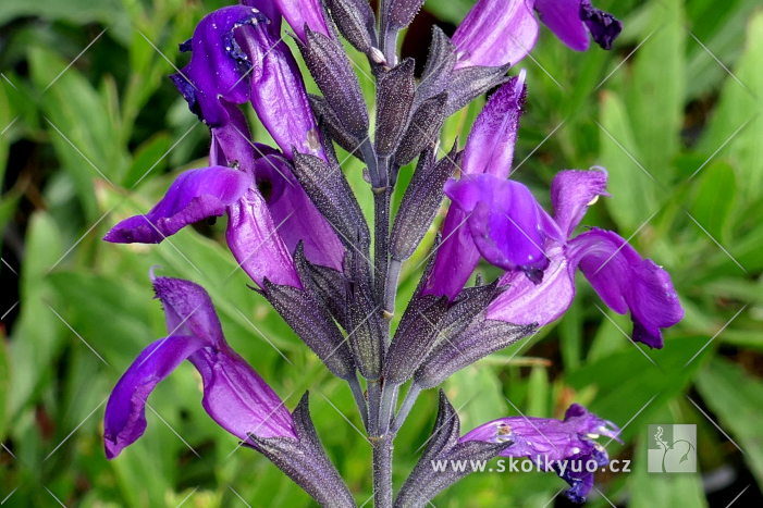 Salvia greggii ´Mirage Deep Purple´