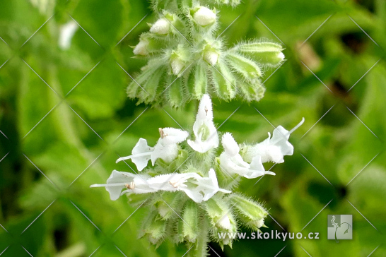 Salvia verticillata ´ Alba´