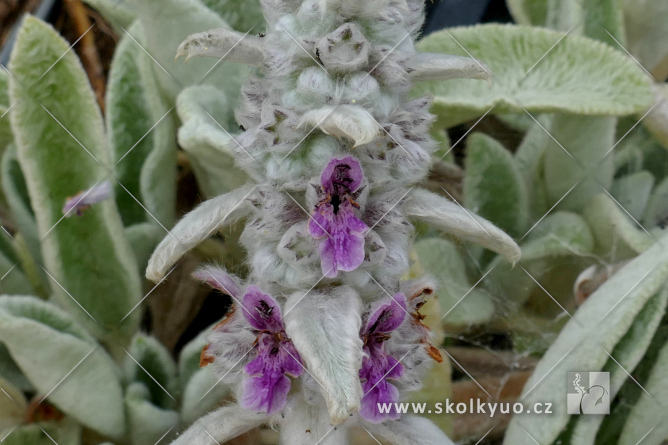 Stachys byzantina