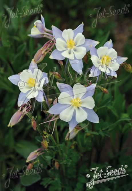 Aquilegia caeruela