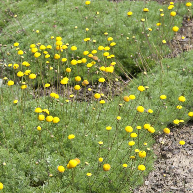 Cotula hispida