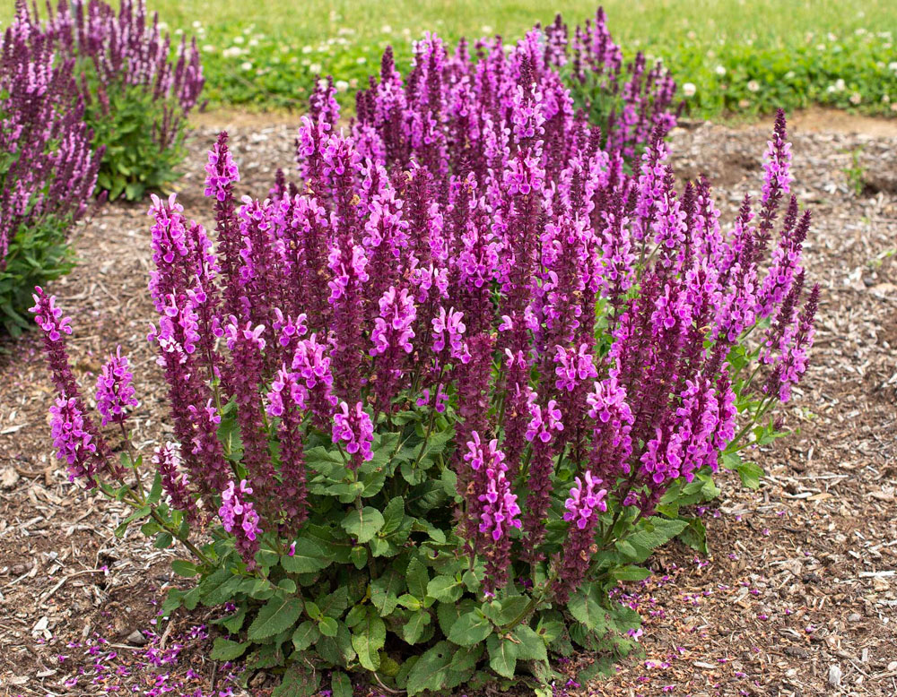 Salvia nemorosa ´Marvel Rose´®