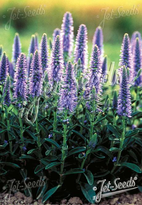 Veronica spicata f. nana ´Blue Carpet´