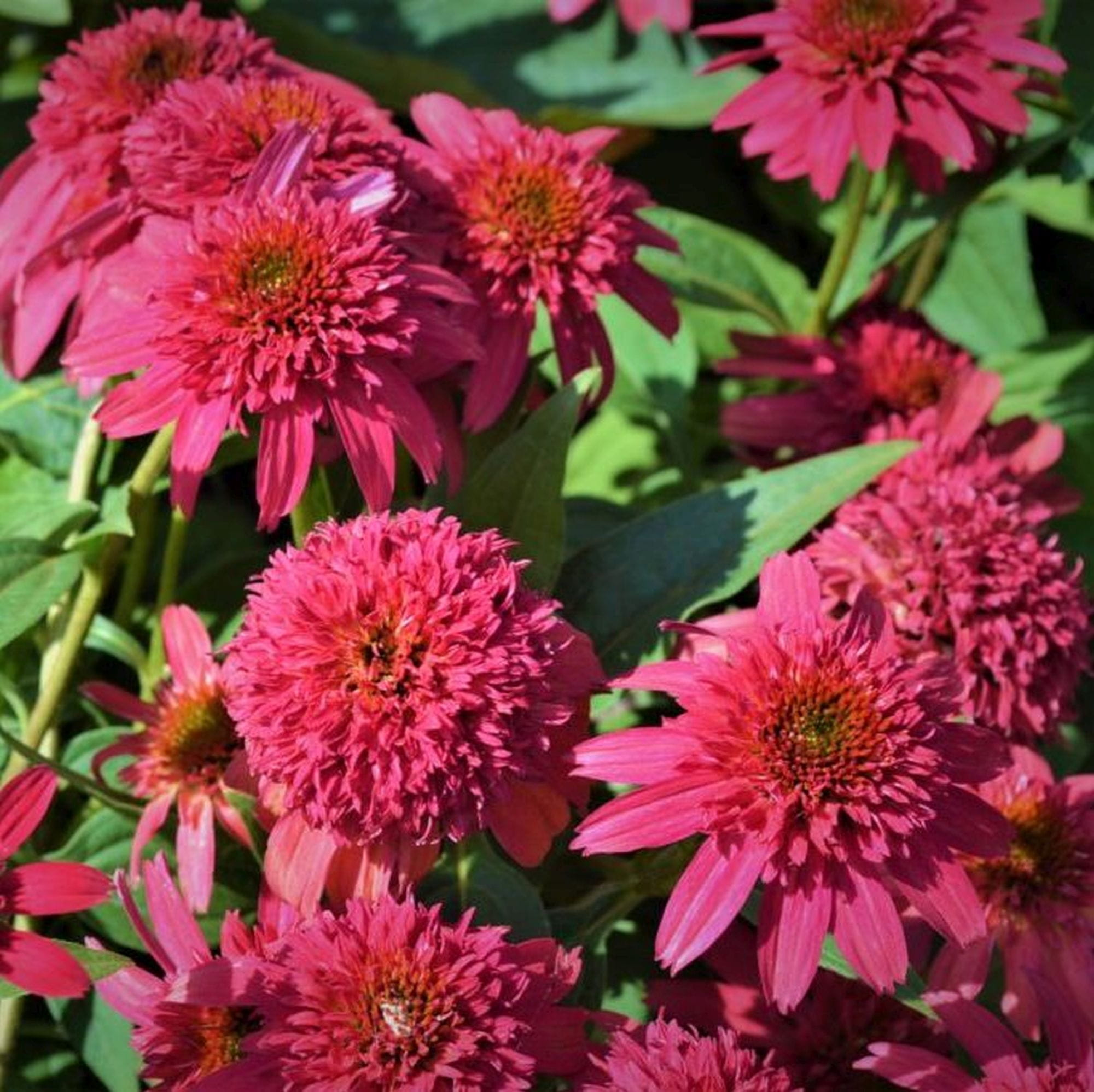 Echinacea ´Sombrero® Double Cranberry´