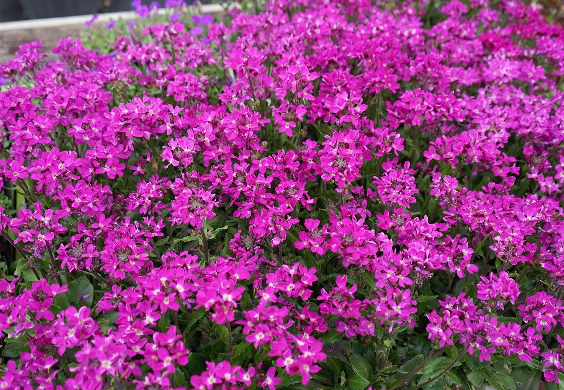 Arabis blepharophylla ´Spring Charm´
