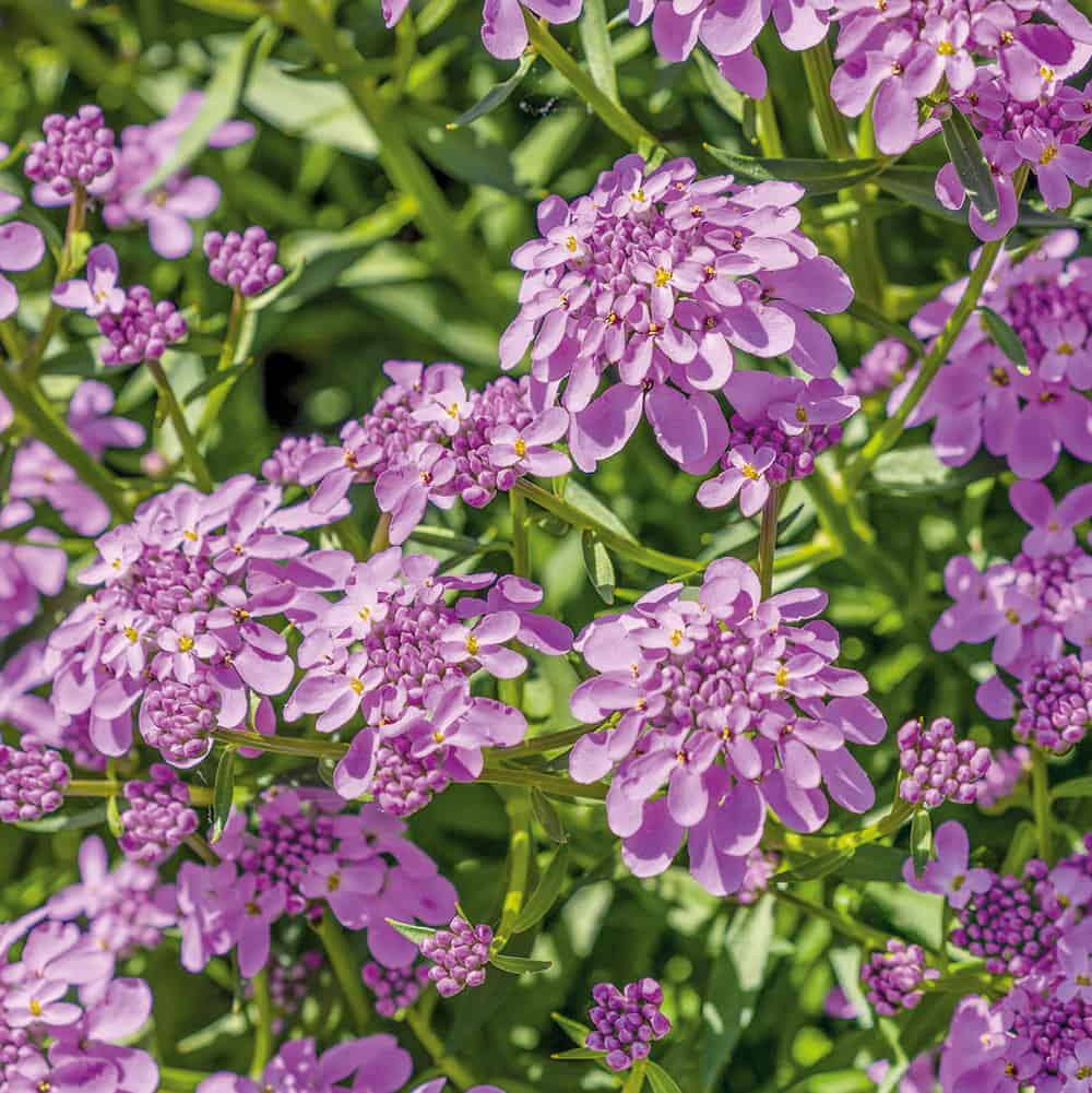 Iberis ´Mermaid Lavender´