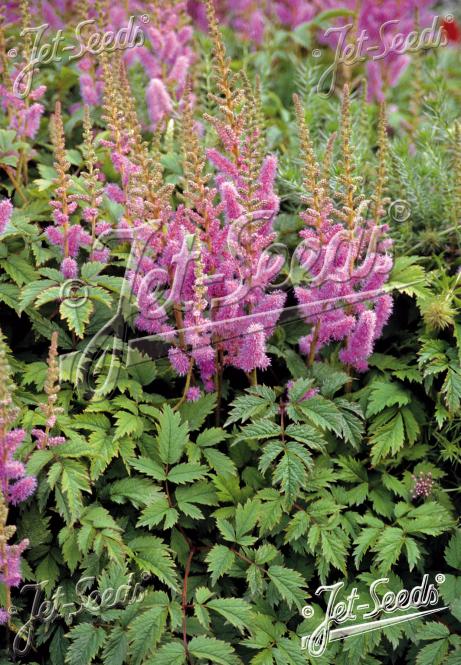 Astilbe chinensis var. pumila