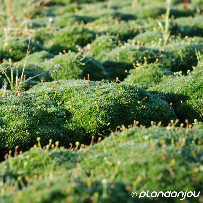 Sagina subulata ´Green Moss´