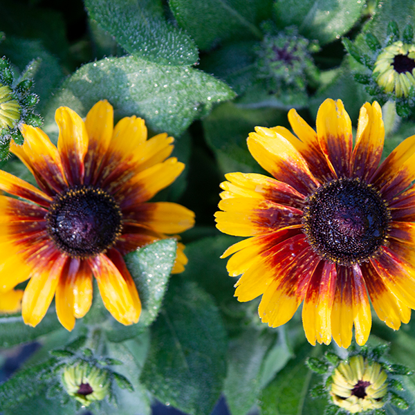 Rudbeckia ´SmileyZ± Kissing´